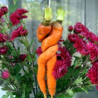 Любовь-морковь :: Виталий Максютенко