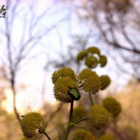 18.03.10 Бронзовка укладывается спать, цветение ферулы :: Борис Ржевский