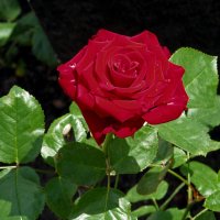бордовая роза :: Светлана Шестова