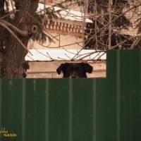 Любопытный взгляд собаки! :: Александр Маркин