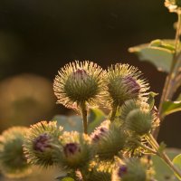 Лопух (репейник) :: Светлана Недельская