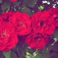 Розы :: Виктория Альшанец