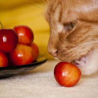 Кошка и фрукты :: vik zhavoronka