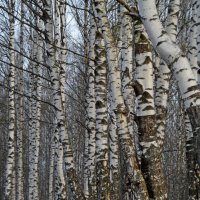 У рощи берёзовой :: Юрий Цыплятников