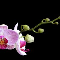 орхидея :: nakip1 