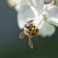 пчелка :: Алена 