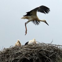 Парящий над гнездом :: Лидия Вихарева