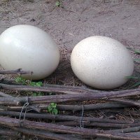 Страусиные яйца :: Наталия Павлова