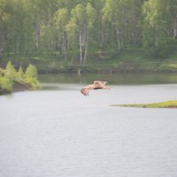 *** :: Алексей (АСкет) Степанов