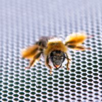 Пчелка :: Михаил Афанасьев