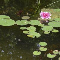 Есть в графском парке чистый пруд,там лилии цветут... :: Виктор Топорков 