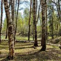 Вдали от шума городского. :: Анатолий. Chesnavik.