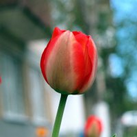 Про тюльпаны.. :: Андрей Заломленков