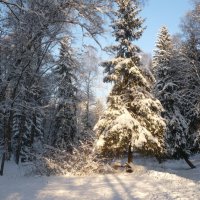 Лесная красавица :: Жанна Литуева