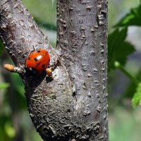 Знакомство :: Виктор Стельник