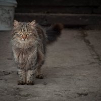 cat :: Влад 