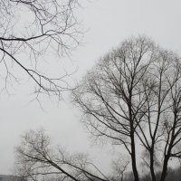 весна.туман :: Lena Zalesska