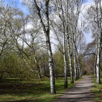 Весна не спешит. :: Наталья 