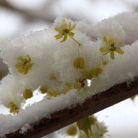 В снегу :: Татьяна Панчешная
