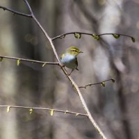 Пеночка. :: Владимир Безбородов