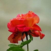 21 мая — Всемирный день роз! :: Александр Корчемный