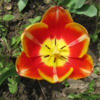 Красно-жёлтый тюльпан :: Дмитрий Никитин