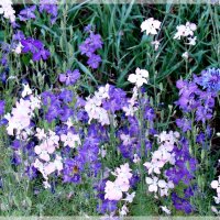 Полевые цветы :: Veselina *