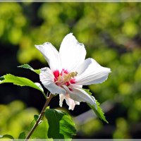 Нежный цветок :: Veselina *
