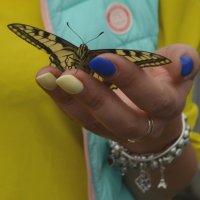 Бабочка :: Таня Фиалка
