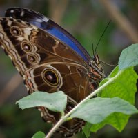 Морфо Пелеида (Morpho peleides) :: IS_Irin .