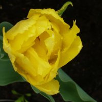 Жёлтый тюльпан :: Вера Щукина