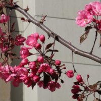 Теперь цветём в Москве (первая весна деревьев-«переселенцев») :: Михаил Андреев