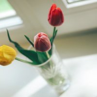Tulips on the window :: Larissa 
