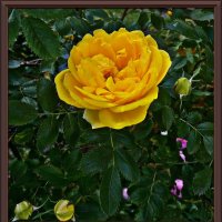 Желтая роза :: Владимир Бровко