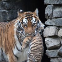 Амурские тигры :: Владимир Габов