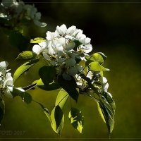 в нежном лучике  солнышка) :: Юрий Сидоров