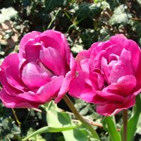 Тюльпаны :: laana laadas