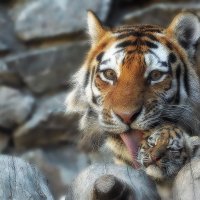 Амурские тигры. :: Виктор Шпаков