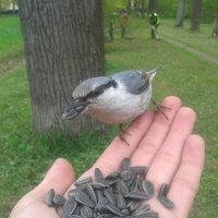 Поползень :: Сапсан 