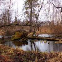 Кругом вода. :: Галина Полина