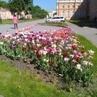 Клумба тюльпанов в Александра-Невской Лавре. :: Светлана Калмыкова