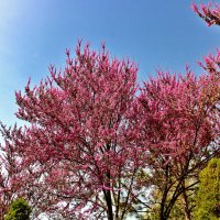 Время цветения церциса :: Светлана 