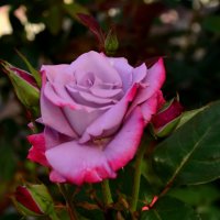 Сиреневая роза :: Любовь 