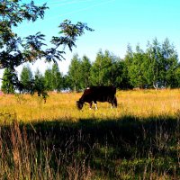 Окрестности Мценска. :: Владимир Драгунский