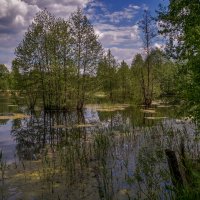 Озеро в лесу :: Андрей Дворников