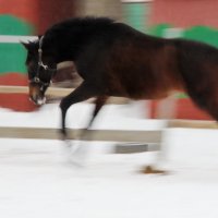 Ярость :: Анатолий Шулков