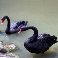 Черные лебеди :: Алла ZALLA