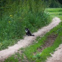 "Выйду за околицу, гляну на село..." :: Владимир Безбородов