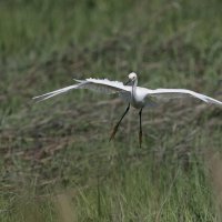 Great Egret :: Naum 