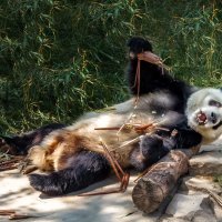 Большая панда...ZOO...Пекин. :: Александр Вивчарик